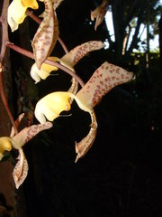 Gongora truncata