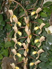 Gongora truncata