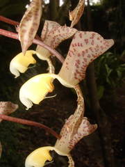 Gongora truncata