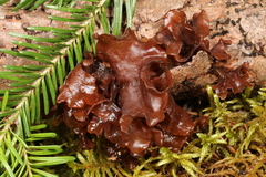 Phaeotremella foliacea