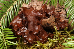 Phaeotremella foliacea