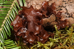 Phaeotremella foliacea