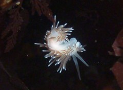 Cuthona divae