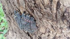 Perga dorsalis