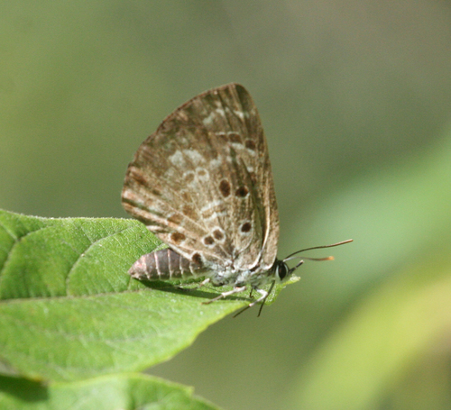 Niphanda fusca