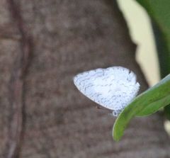 Spalgis lemolea lemolea