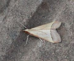 Pseudonoorda rubricostalis