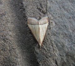 Pseudonoorda rubricostalis