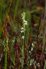 Spiranthes casei casei