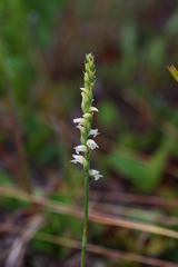 Spiranthes casei casei