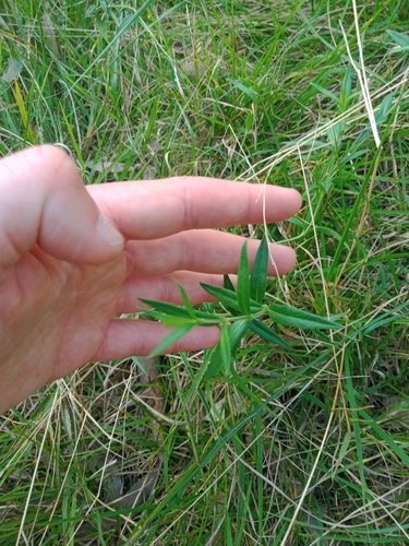 Veronica gracilis, photograph 3