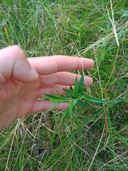 Veronica gracilis, photograph Nina Kerr, CC BY, iNaturalist via GBIF
