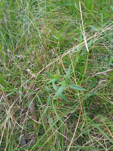 Veronica gracilis, photograph 4