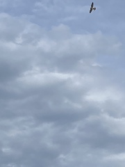 Falco cenchroides cenchroides