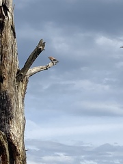 Falco cenchroides cenchroides