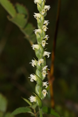 Spiranthes casei casei