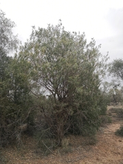 Eremophila bignoniiflora