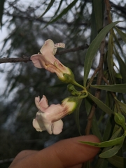 Eremophila bignoniiflora