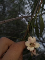 Eremophila bignoniiflora