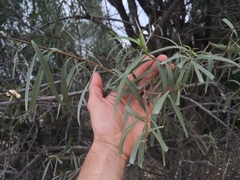 Eremophila bignoniiflora
