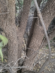 Eremophila bignoniiflora