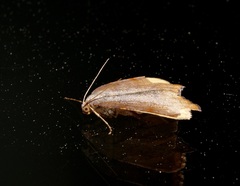 Sestra humeraria