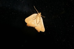 Sestra humeraria