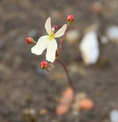 Stylidium xanthellum