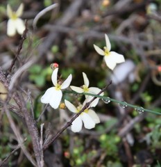 Stylidium xanthellum