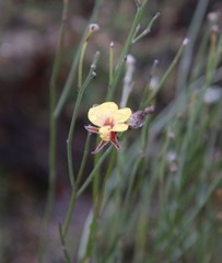 Jacksonia restioides