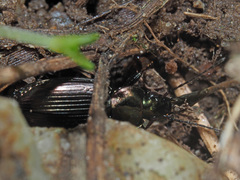 Agonum muelleri