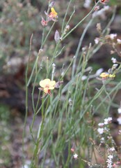 Jacksonia restioides