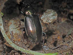 Agonum muelleri