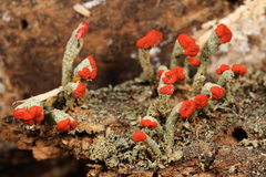 Cladonia incrassata