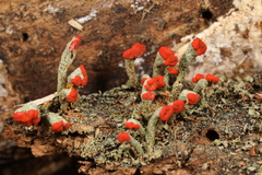 Cladonia incrassata