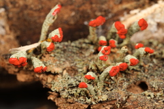 Cladonia incrassata