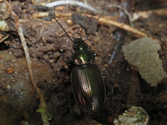 Agonum muelleri