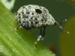 Cionus hortulanus