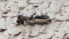 Tarache augustipennis
