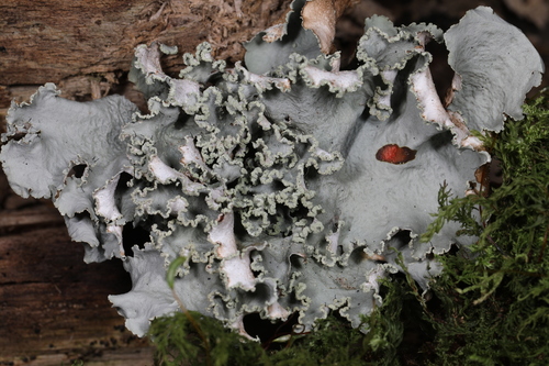 powdered ruffle lichen