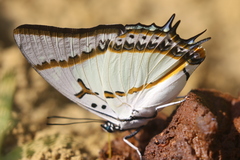 Polyura eudamippus