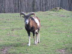 Anatolian Sheep photo 5