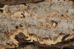 Inonotus glomeratus