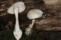Amanita magnivelaris