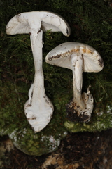 Amanita magnivelaris
