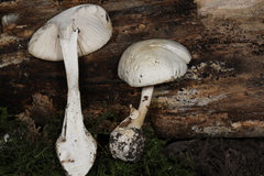Amanita magnivelaris