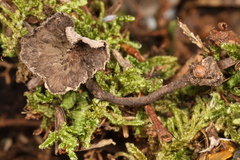 Craterellus subundulatus