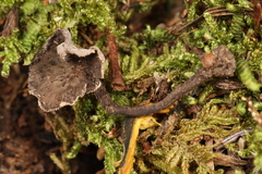 Craterellus subundulatus