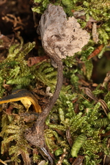 Craterellus subundulatus