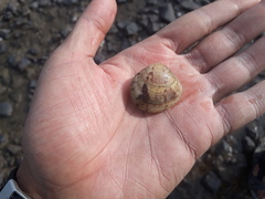 Gafrarium divaricatum
